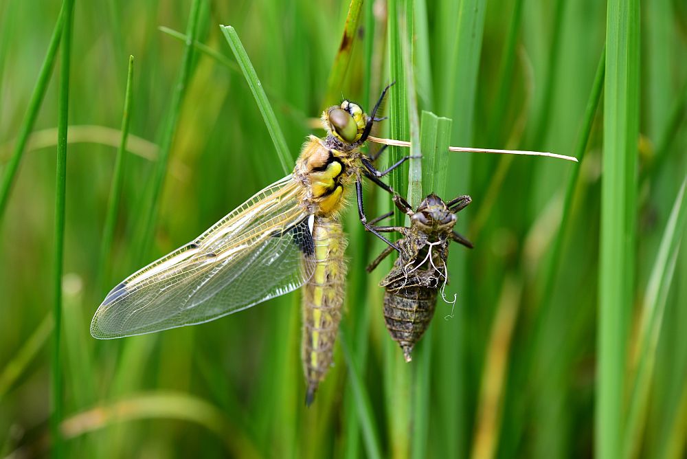Libellula quadrimaculata con exuvia