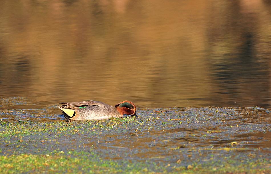 Canapiglie, Alzavole e Moriglioni