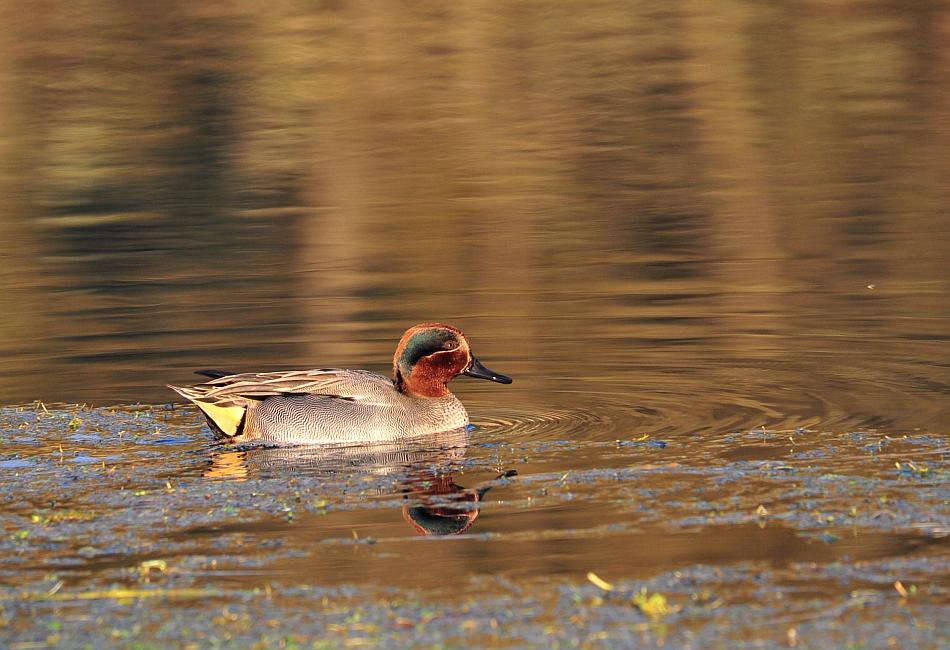 Canapiglie, Alzavole e Moriglioni