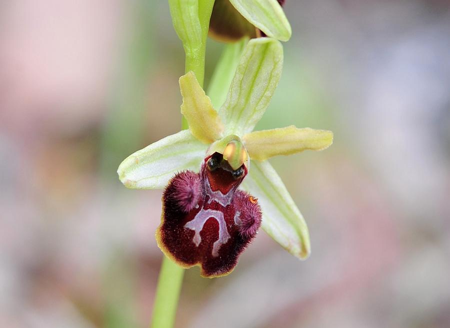 ophrys varie da determinare