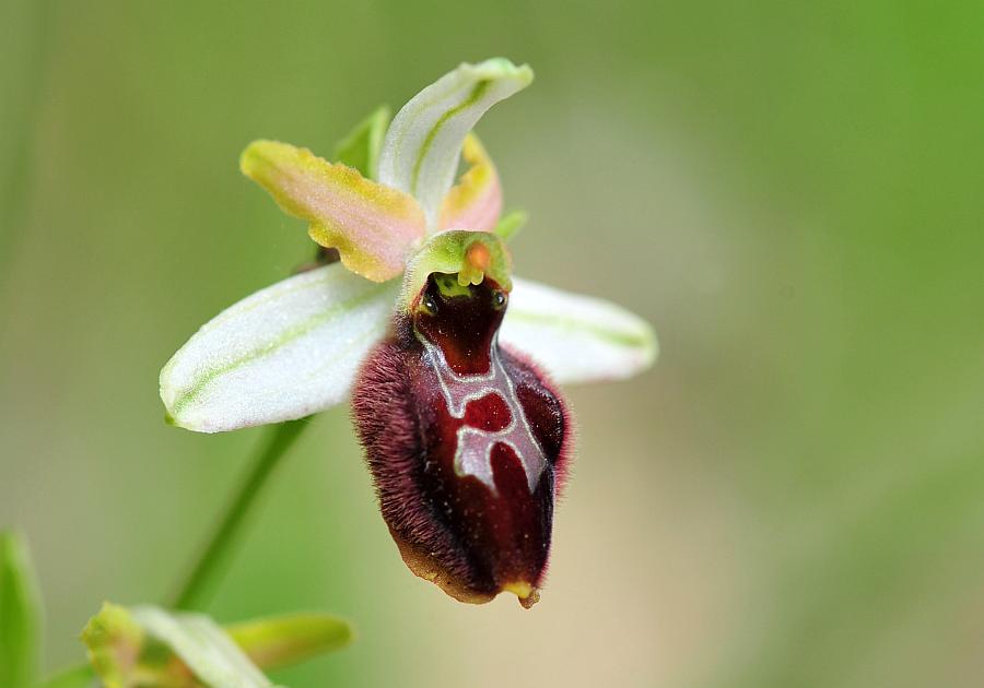 ophrys varie da determinare