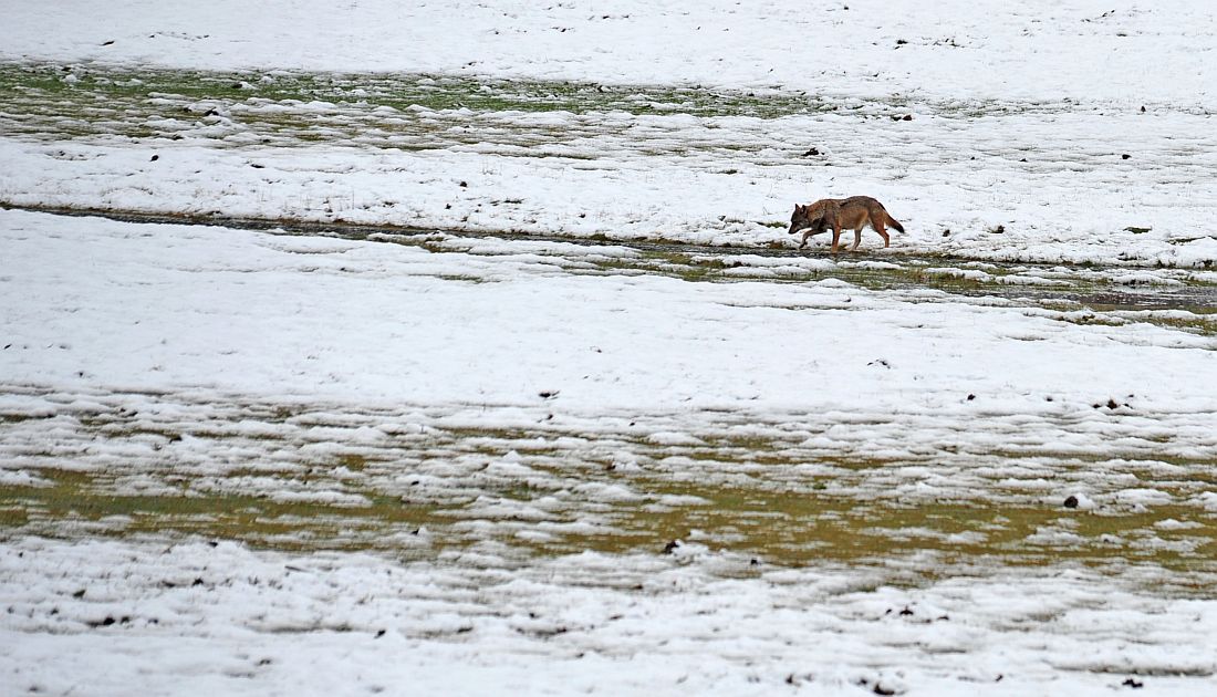 Branco di lupi con predazione nel PNALM