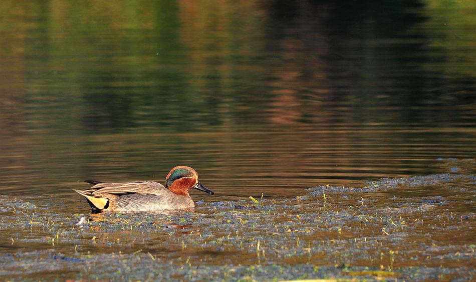 Canapiglie, Alzavole e Moriglioni
