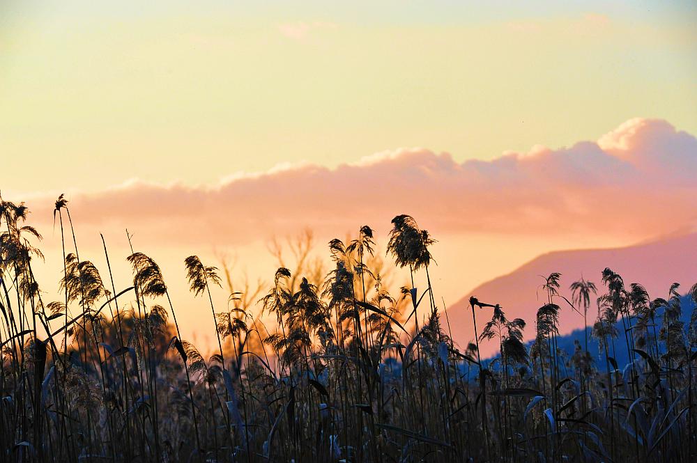 Tramonto nel canneto