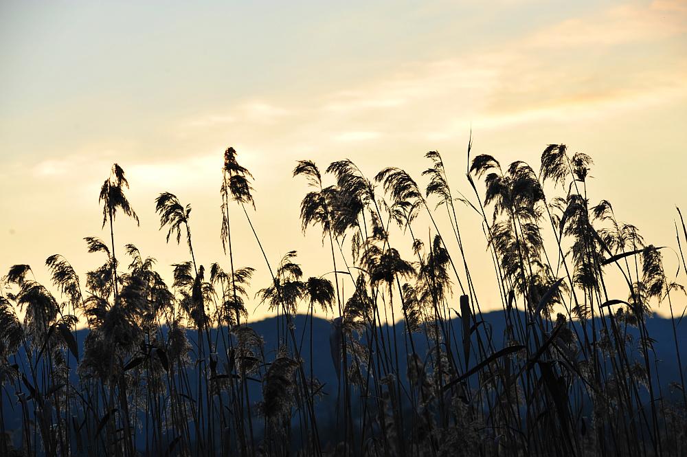 Tramonto nel canneto