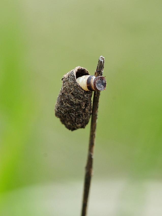 Chi fa capolino? larva di Chrysomelidae Clytrinae