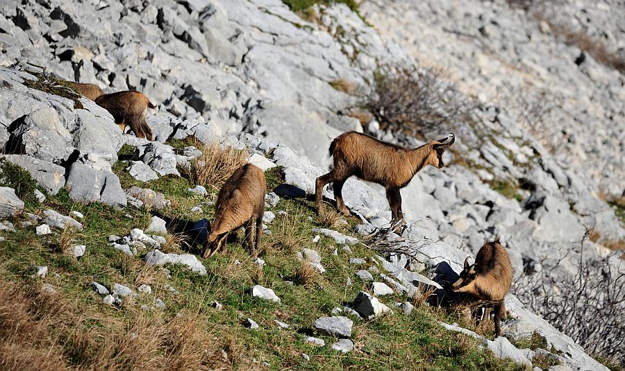 Camoscio d''Abruzzo Rupicapra pyrenaica ornata