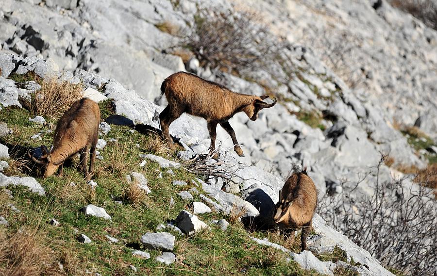 Camoscio d''Abruzzo Rupicapra pyrenaica ornata