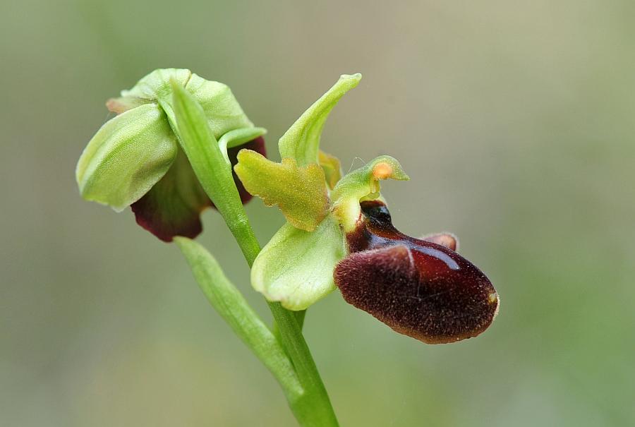 ophrys varie da determinare