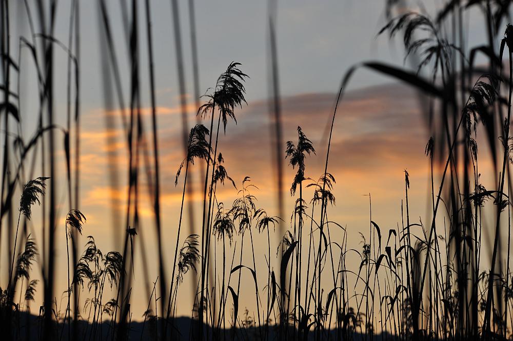 Tramonto nel canneto