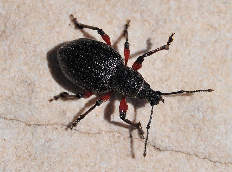 Otiorhynchus ...?