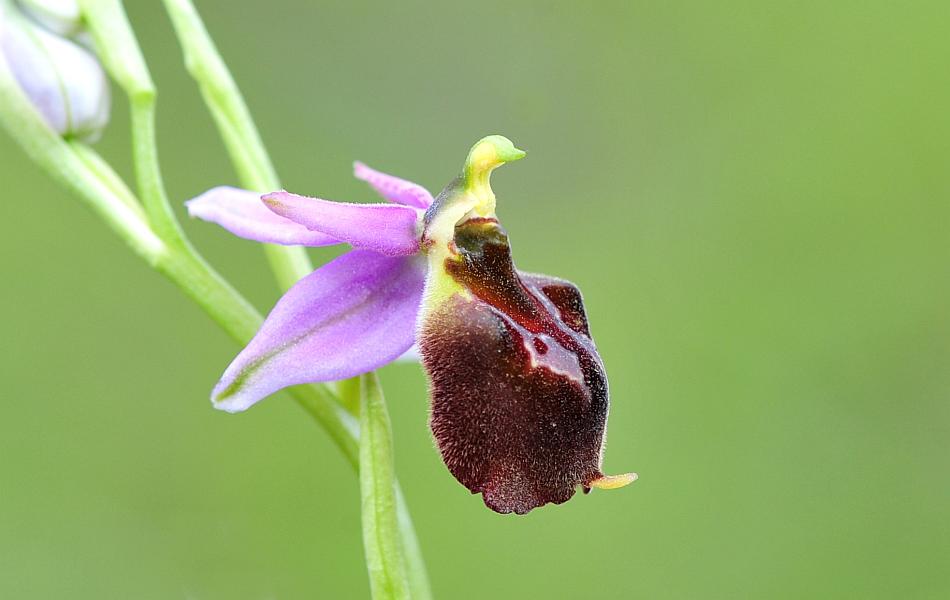 ophrys varie da determinare