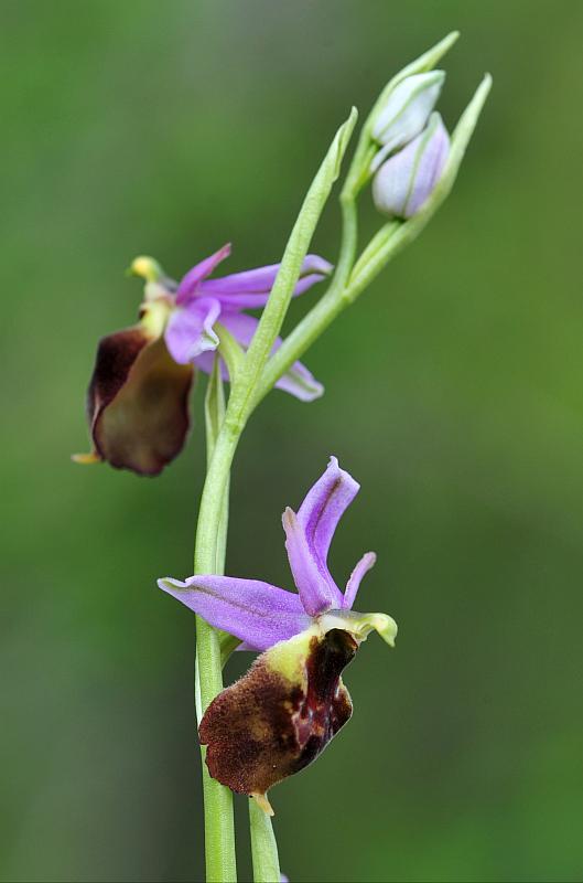 ophrys varie da determinare