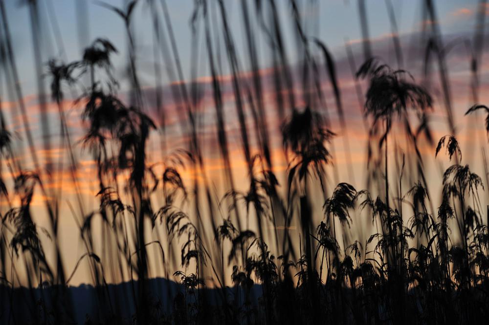 Tramonto nel canneto