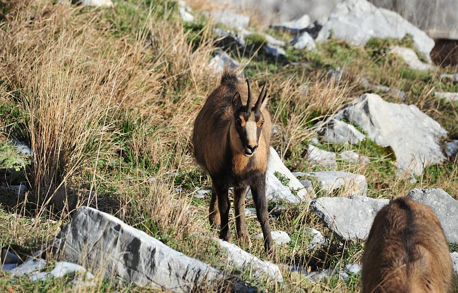 Camoscio d''Abruzzo Rupicapra pyrenaica ornata