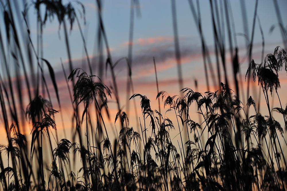 Tramonto nel canneto