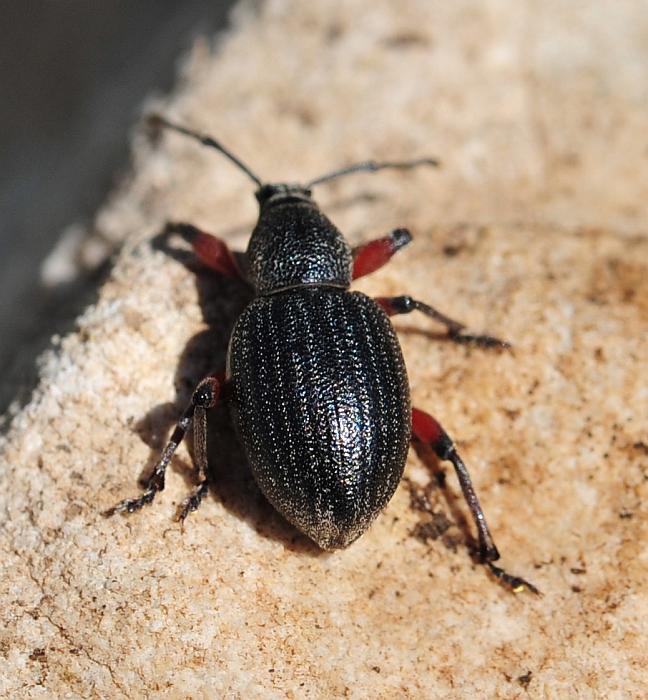 Otiorhynchus ...?