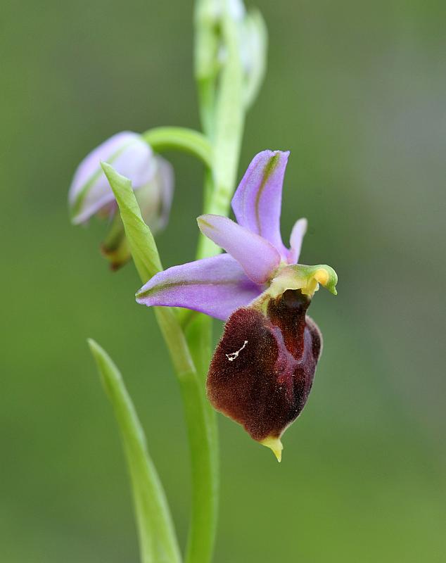ophrys varie da determinare