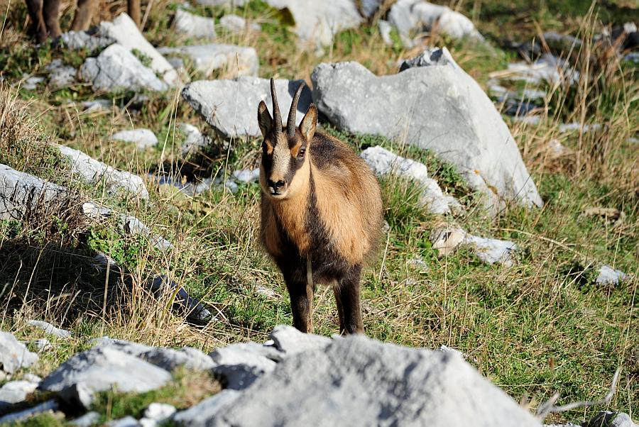 Camoscio d''Abruzzo Rupicapra pyrenaica ornata