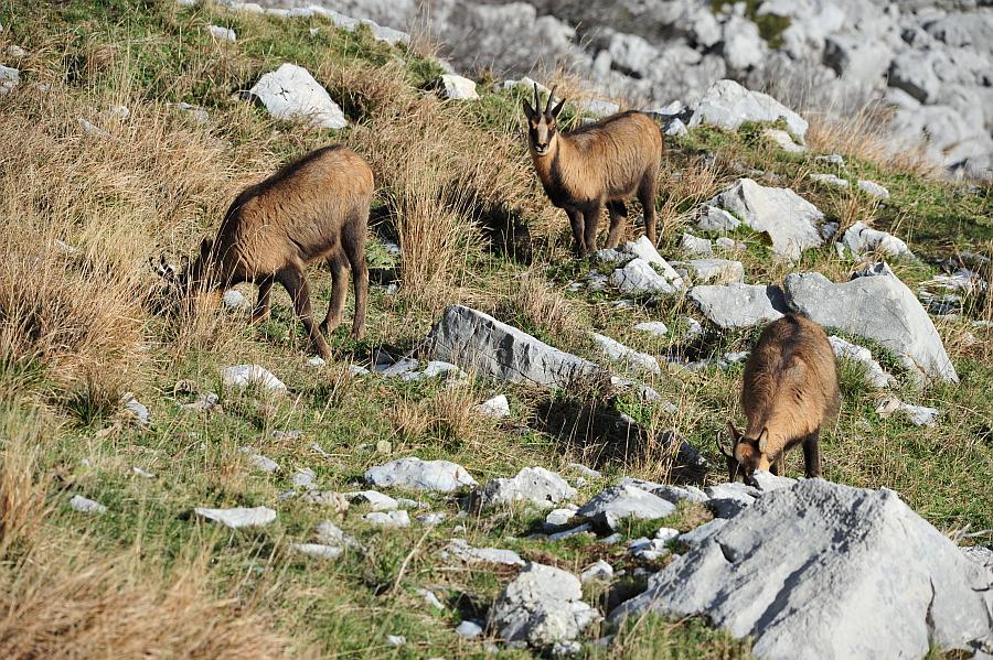 Camoscio d''Abruzzo Rupicapra pyrenaica ornata