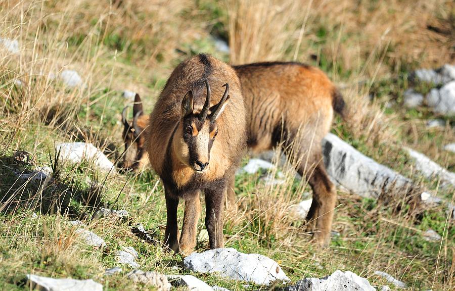 Camoscio d''Abruzzo Rupicapra pyrenaica ornata