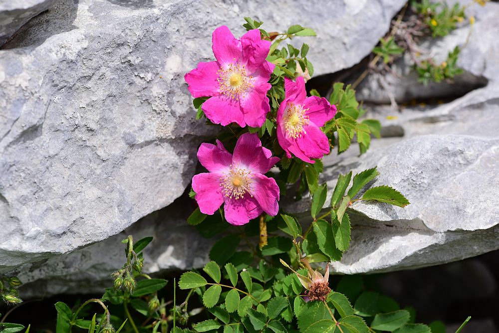 Rosa pendulina / Rosa alpina