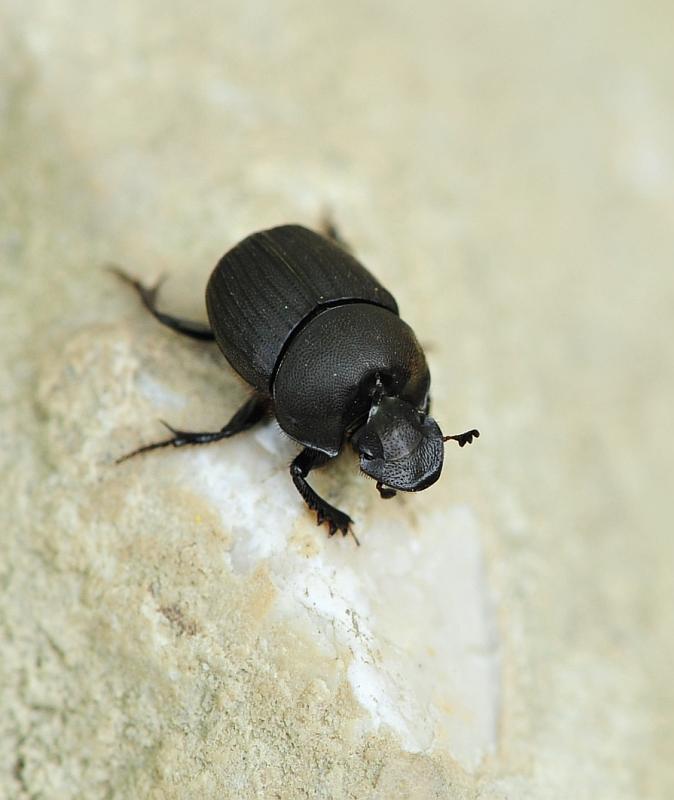Onthophagus sp. e Copris lunaris