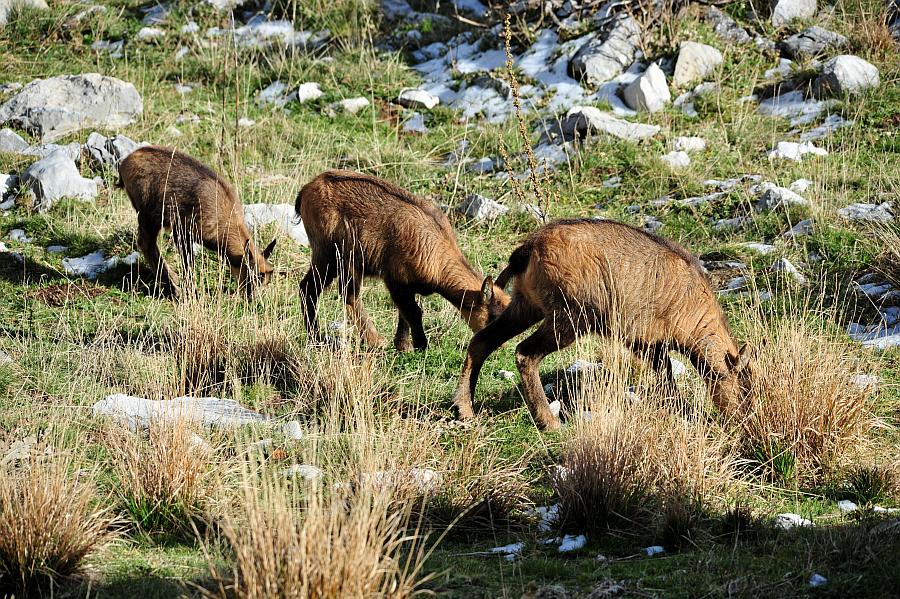 Camoscio d''Abruzzo Rupicapra pyrenaica ornata