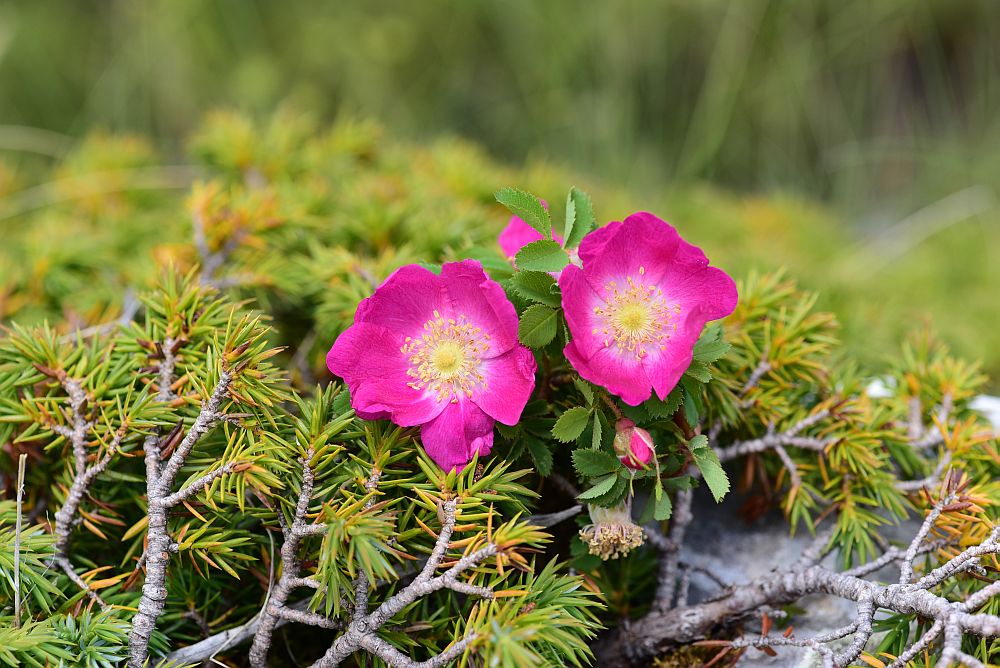 Rosa pendulina / Rosa alpina
