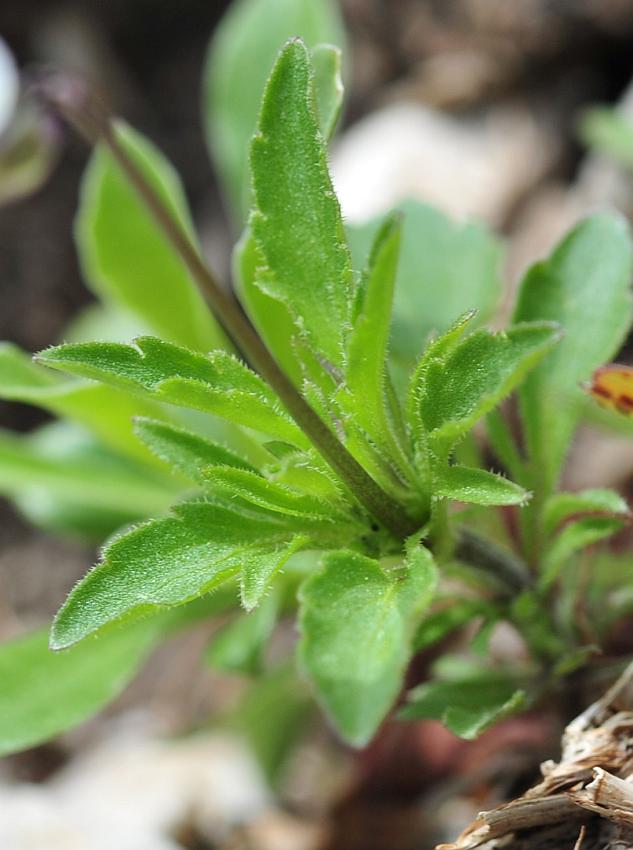 Viola ...... hymettia?