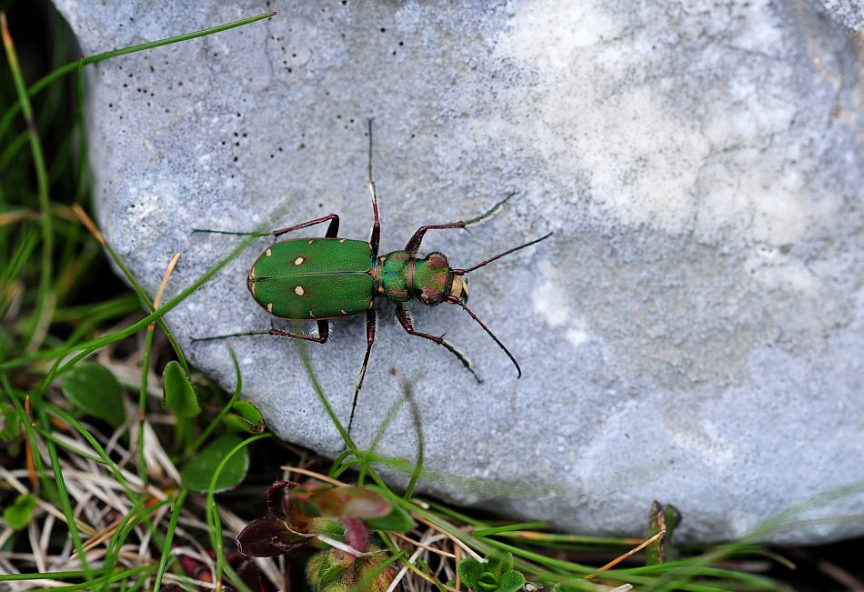 Carabidae:  Cicindela campestris