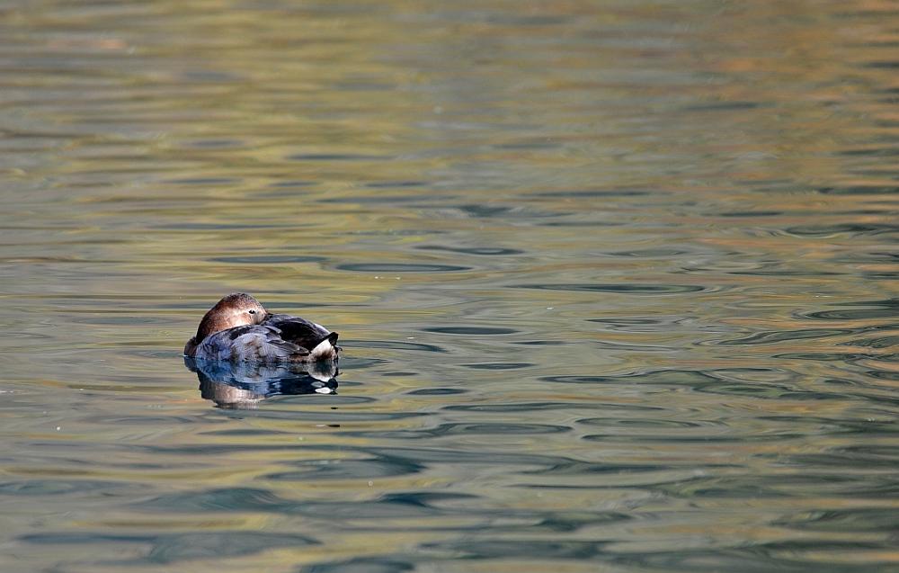 Canapiglie, Alzavole e Moriglioni