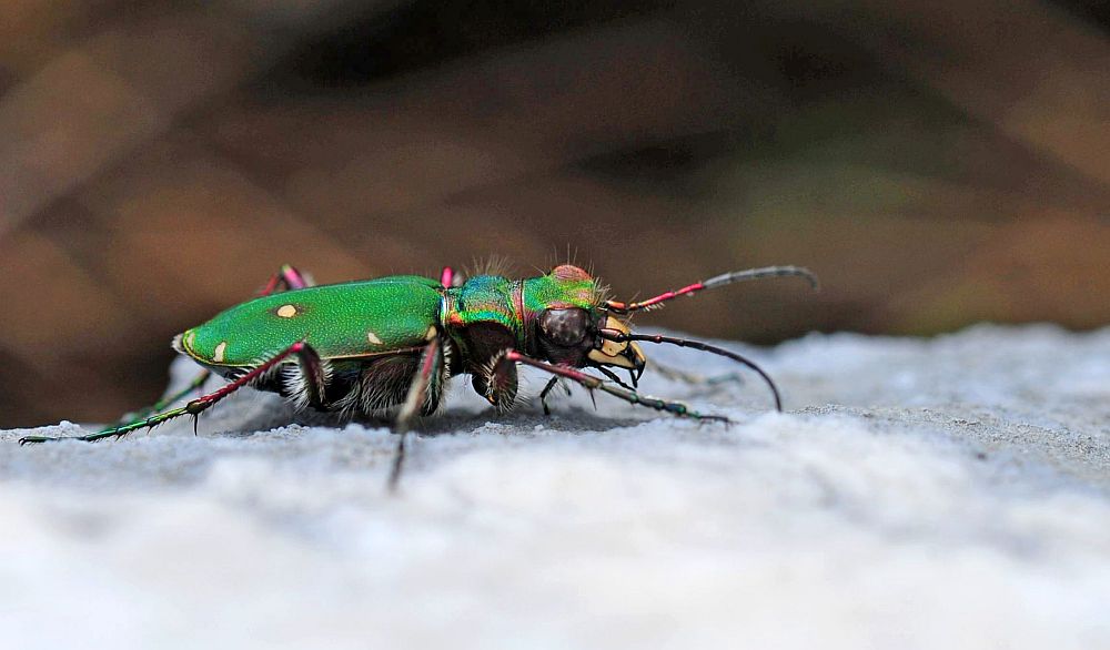 Carabidae:  Cicindela campestris