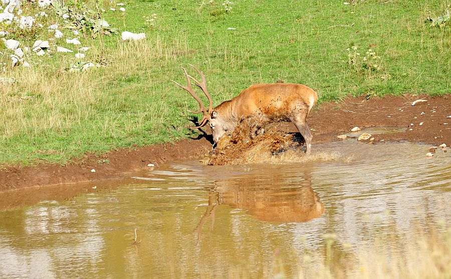 Bramiti nel Parco Nazionale d''Abruzzo