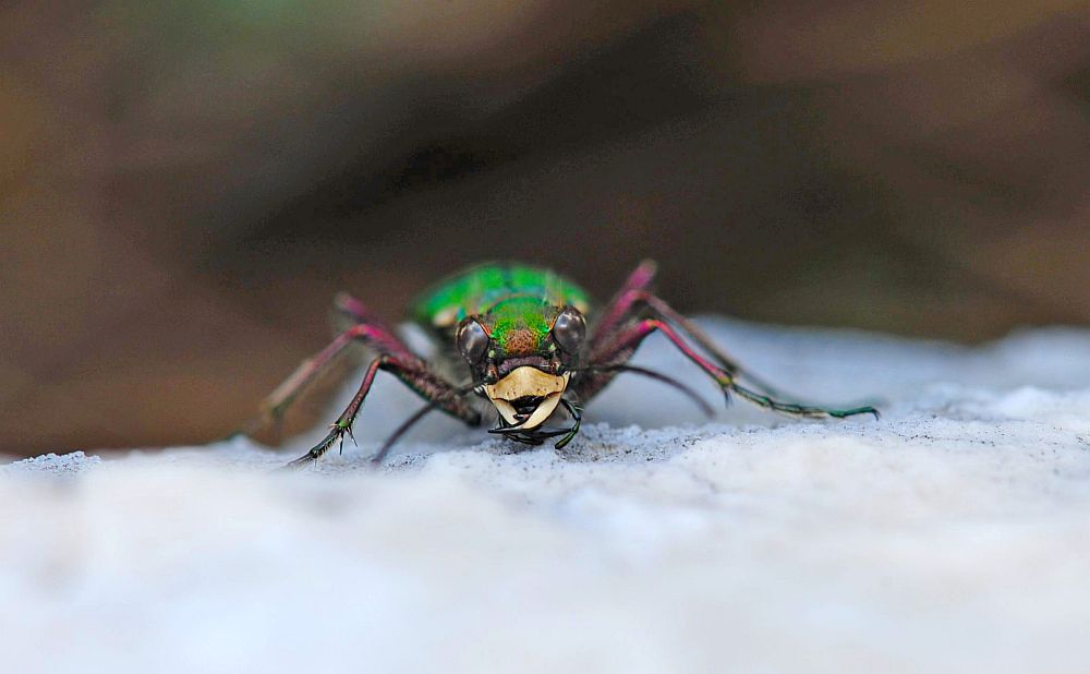 Carabidae:  Cicindela campestris