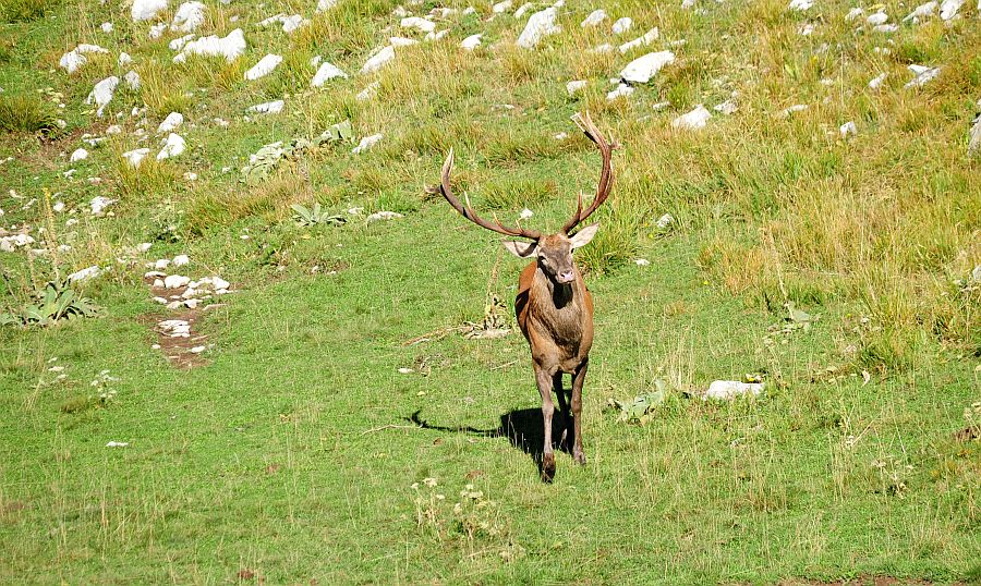 Bramiti nel Parco Nazionale d''Abruzzo