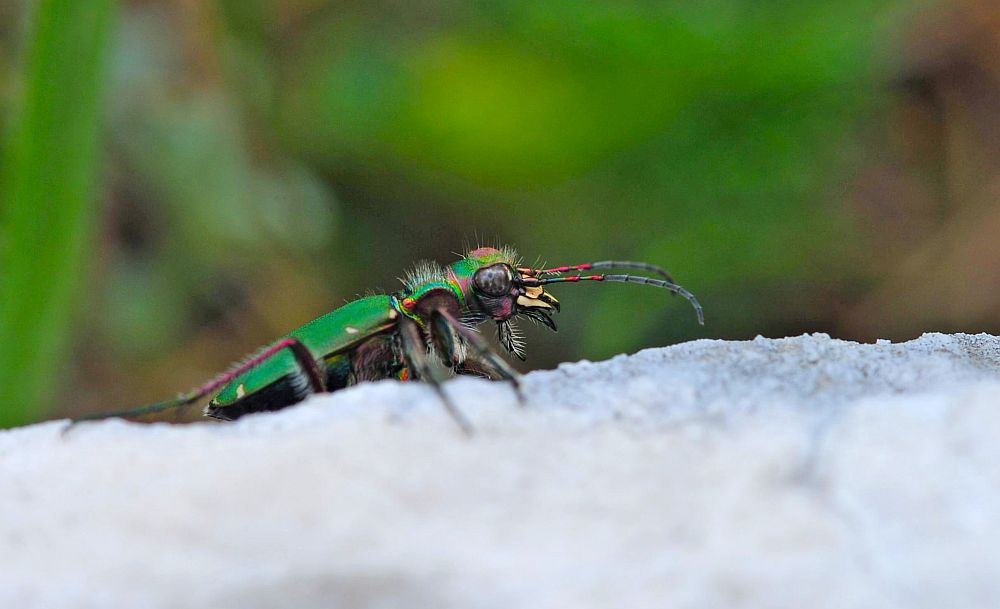 Carabidae:  Cicindela campestris