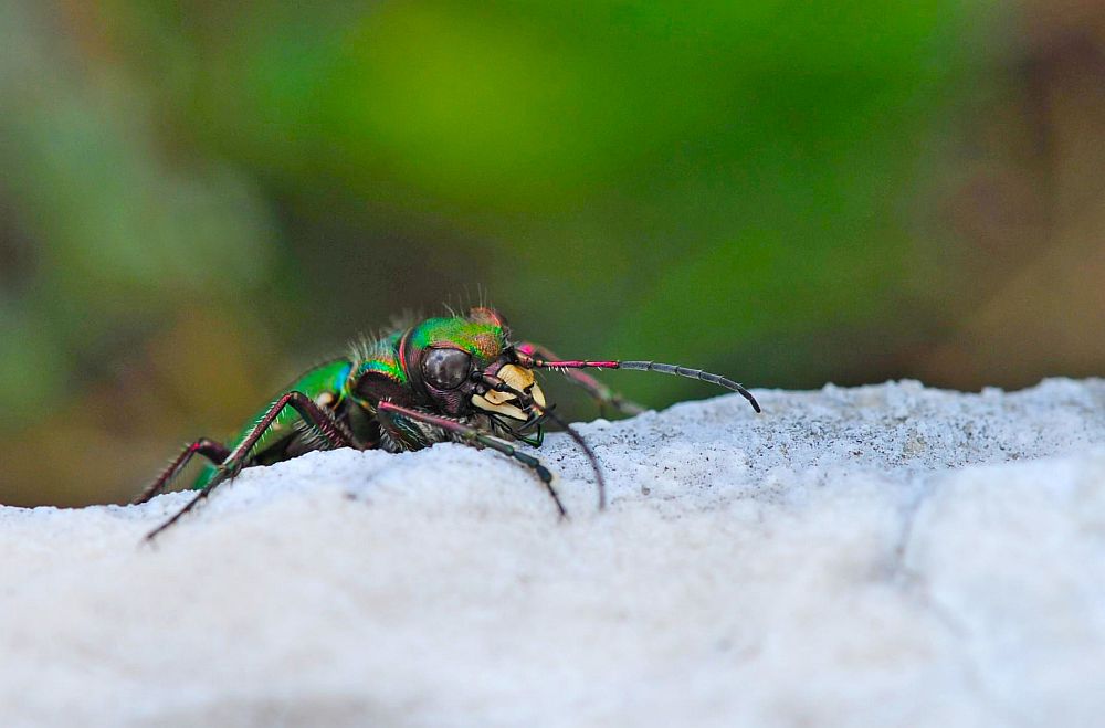 Carabidae:  Cicindela campestris