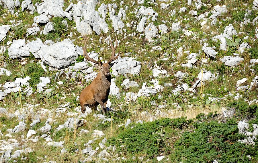 Bramiti nel Parco Nazionale d''Abruzzo