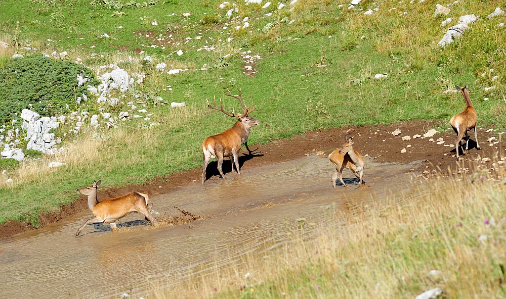 Bramiti nel Parco Nazionale d''Abruzzo