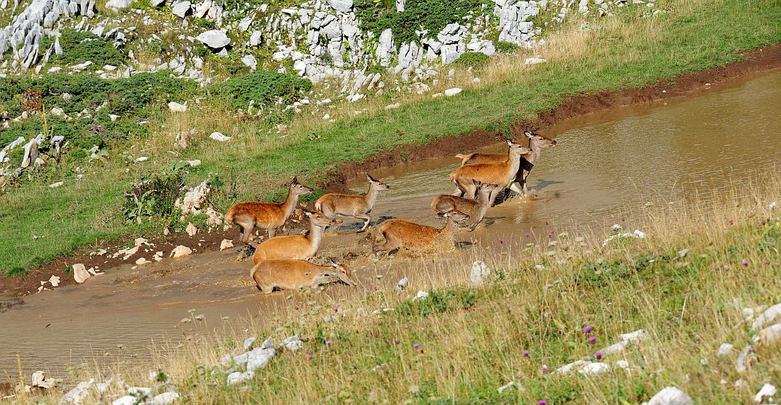 Bramiti nel Parco Nazionale d''Abruzzo