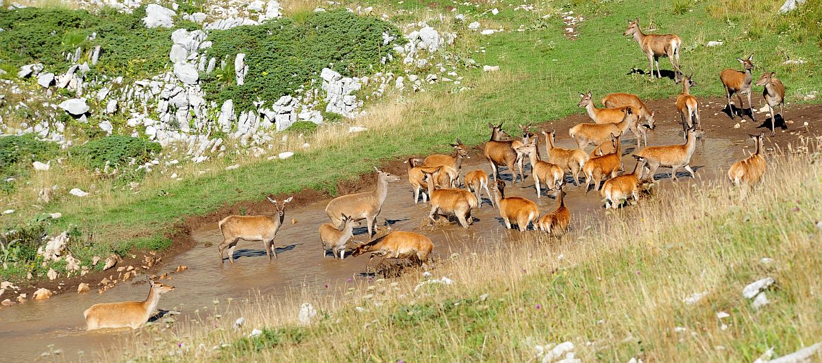 Bramiti nel Parco Nazionale d''Abruzzo