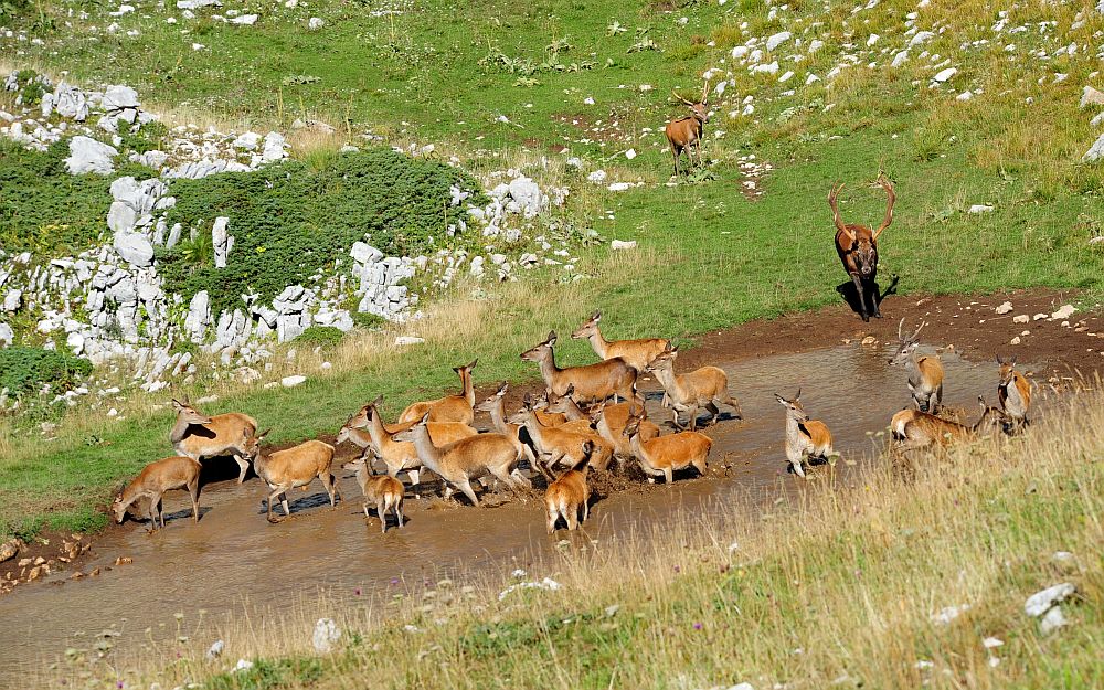 Bramiti nel Parco Nazionale d''Abruzzo