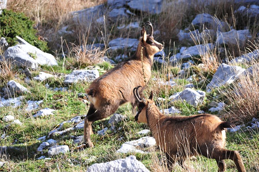 Camoscio d''Abruzzo Rupicapra pyrenaica ornata