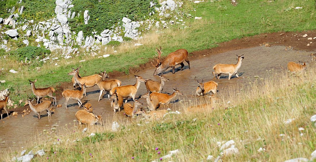 Bramiti nel Parco Nazionale d''Abruzzo