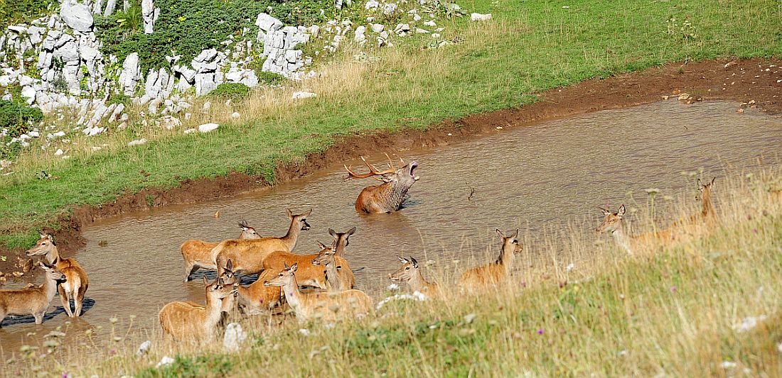 Bramiti nel Parco Nazionale d''Abruzzo