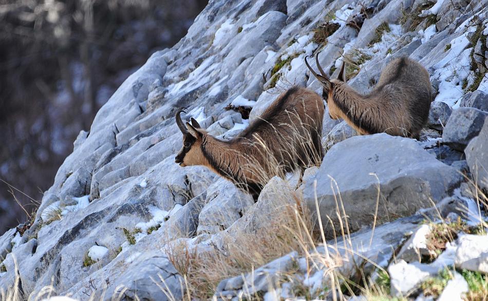 Camoscio d''Abruzzo Rupicapra pyrenaica ornata