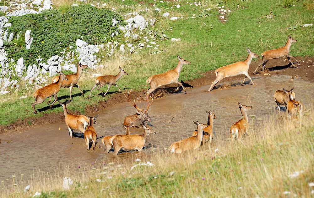 Bramiti nel Parco Nazionale d''Abruzzo