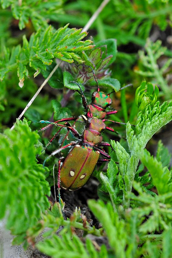 Carabidae:  Cicindela campestris