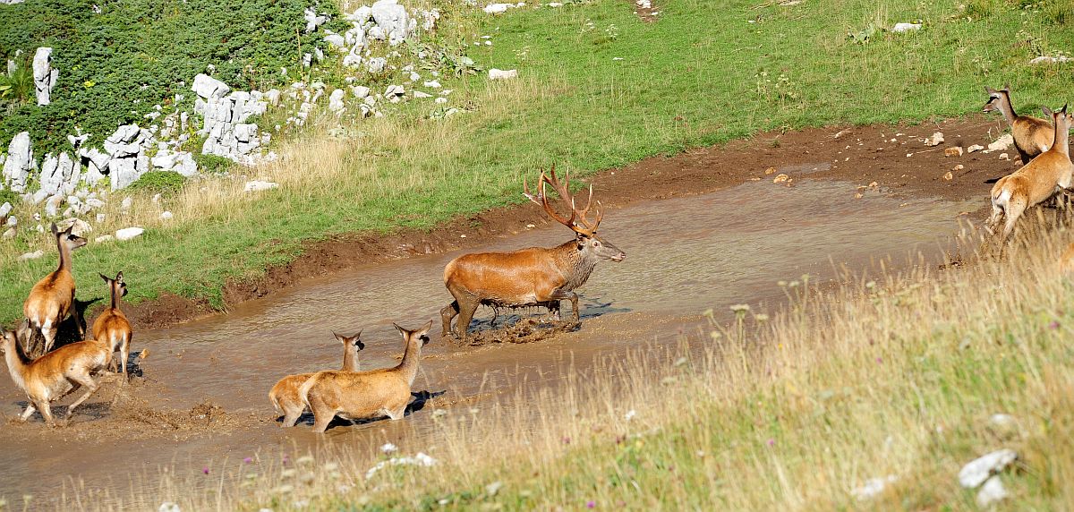 Bramiti nel Parco Nazionale d''Abruzzo